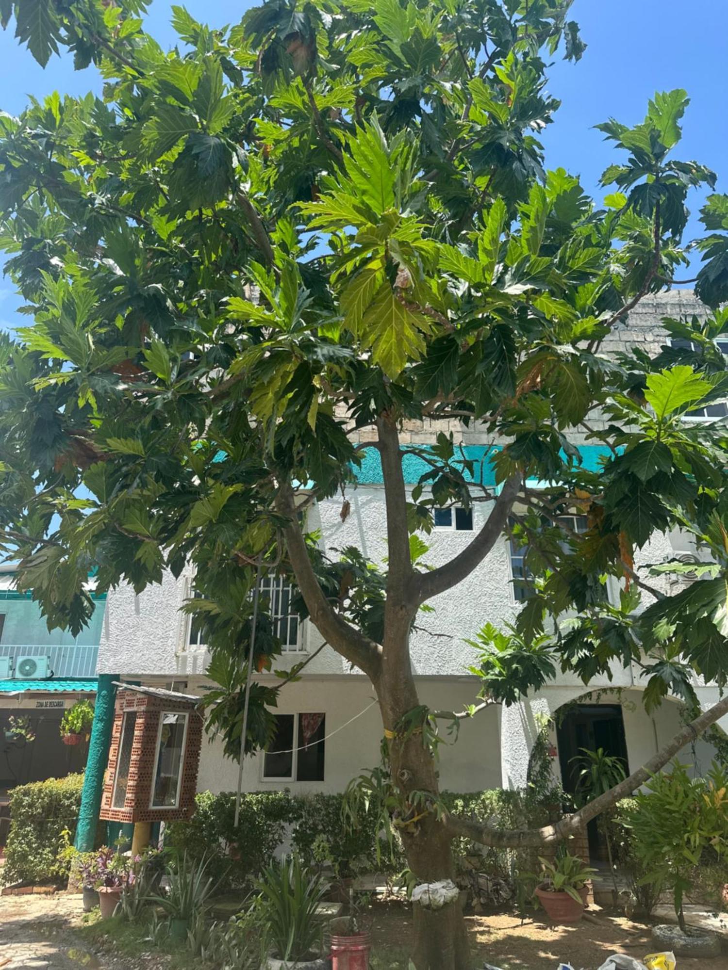 Hosteria Cattleya San Andrés 外观 照片